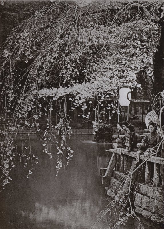 Cherry-Blossom Time i Japan (s/hvitt bilde) av Herbert Ponting
