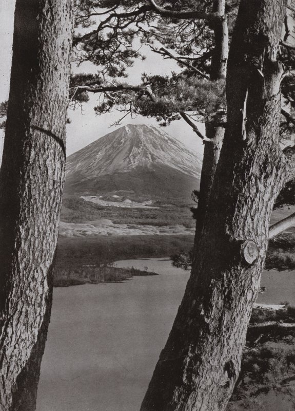 Fuji and the Pine Trees (s/hvitt bilde) av Herbert Ponting