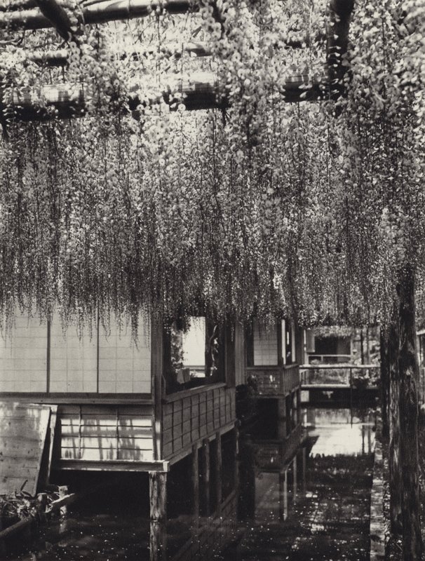 Japan på 1920-tallet: Tokyo, Kameido (s/hvitt bilde) av Herbert Ponting
