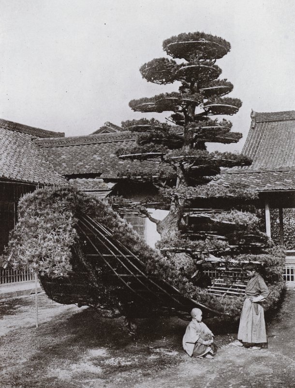 Pine-Tree Junk ved Kinkakuji (s/h-bilde) av Herbert Ponting