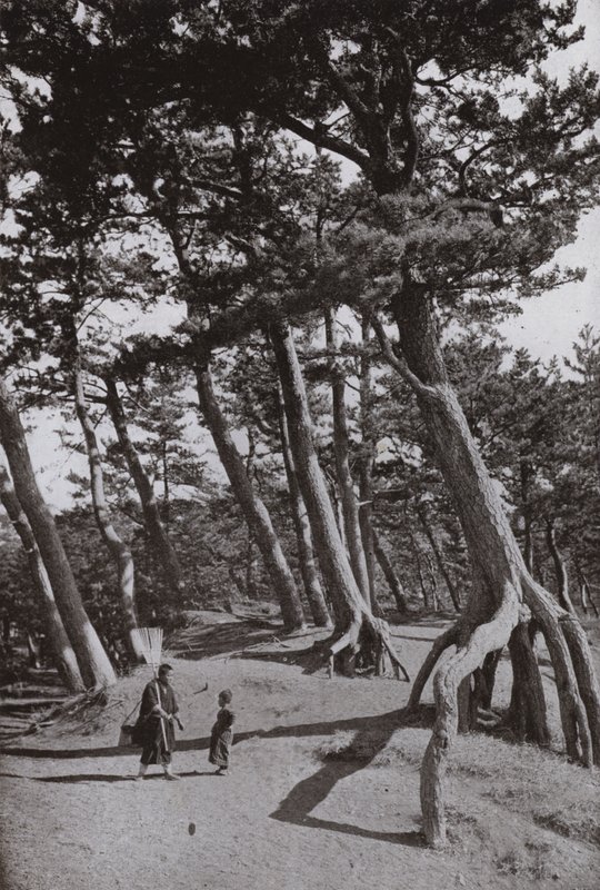 The Pines of Shizu-ura (s/hvitt bilde) av Herbert Ponting