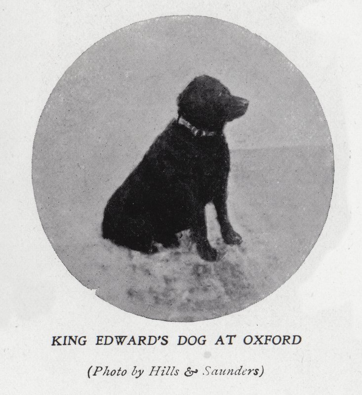Kong Edward VIIs hund ved Oxford University (s/hvitt bilde) av Hills and Saunders