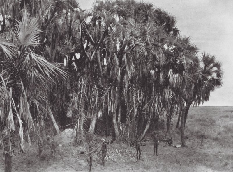 Afrika: Nuer-jegere i en palmeskog (s/h-bilde) av Hugo Adolf Bernatzik