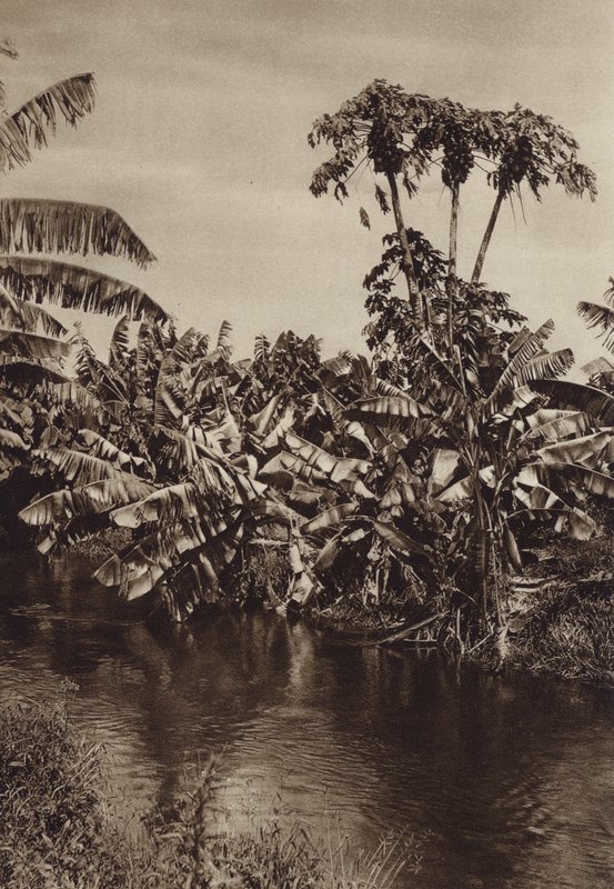 Mexico: Bananer og papayaer, Vera Cruz-staten (s/h-bilde) av Hugo Brehme