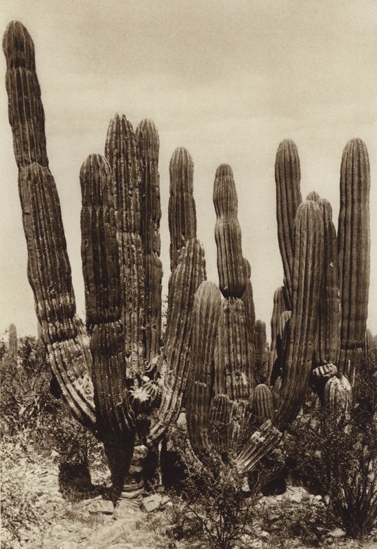  av Hugo Brehme