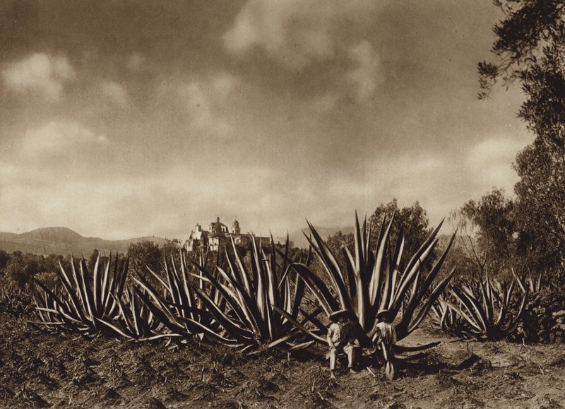 Mexico: Omgivelsene rundt Tepepam med agaveåkre (s/h-bilde) av Hugo Brehme