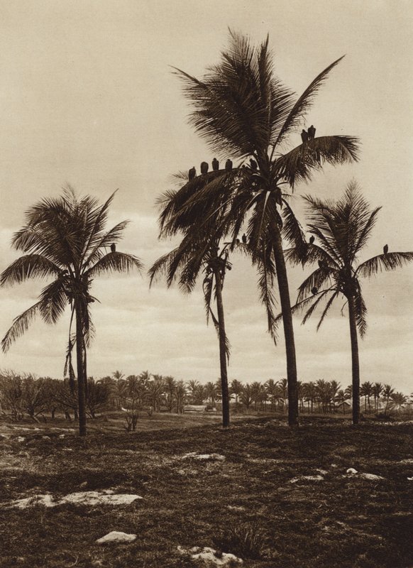  av Hugo Brehme