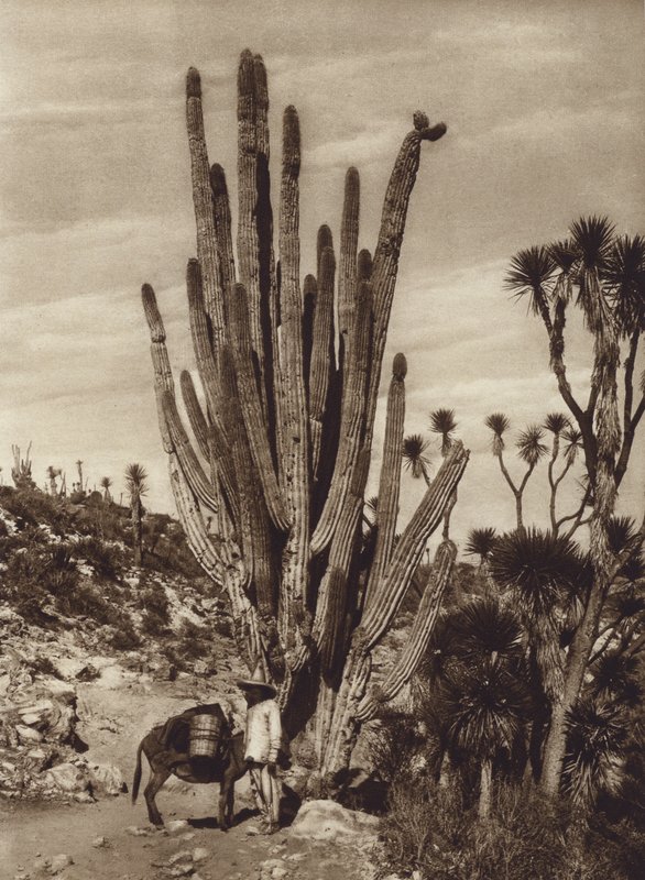  av Hugo Brehme