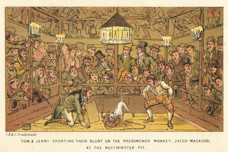 Tom og Jerry slenger seg ut på Phenomenon Monkey, Jacco Macacco, ved Westminster Pit av Isaac, Robert and George Cruikshank