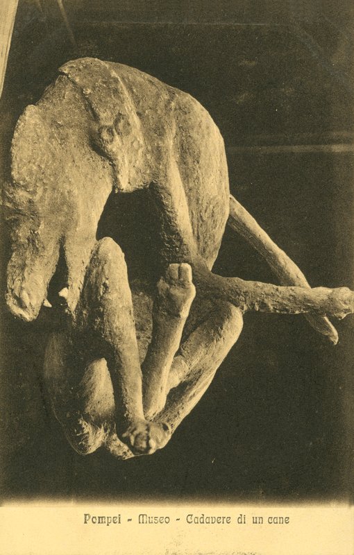 Pompeii, museum, kadaver av en hund av Italian Photographer