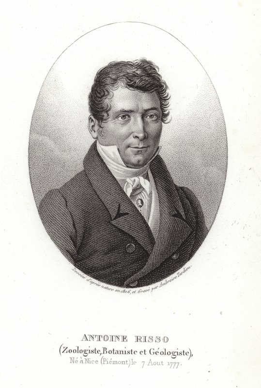 Antoine Risso av Italian School