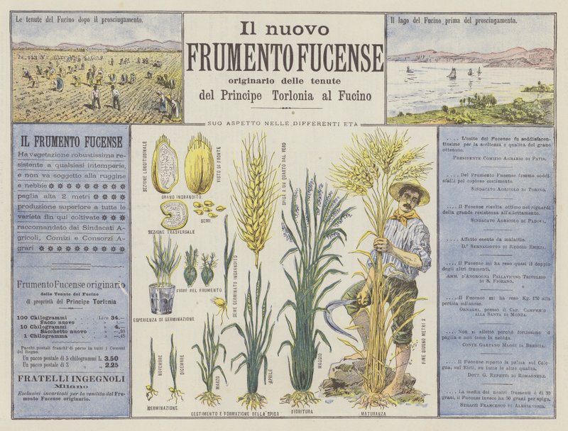 Den nye Fucense-hveten (farge litho) av Italian School