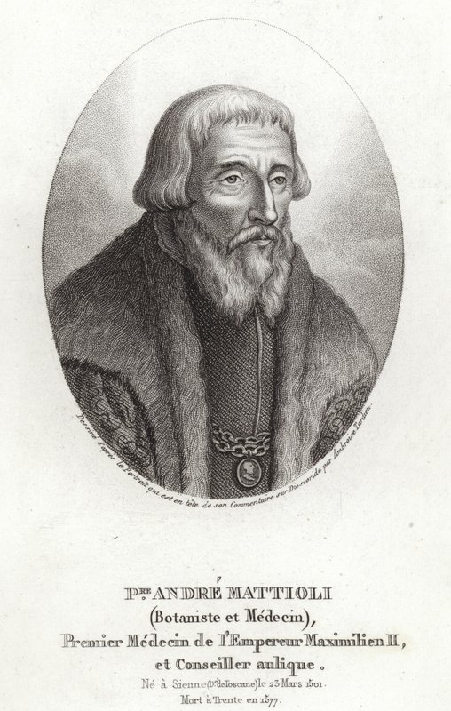 Pietro Andrea Mattioli av Italian School
