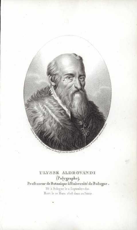 Ulisse Aldrovandi av Italian School