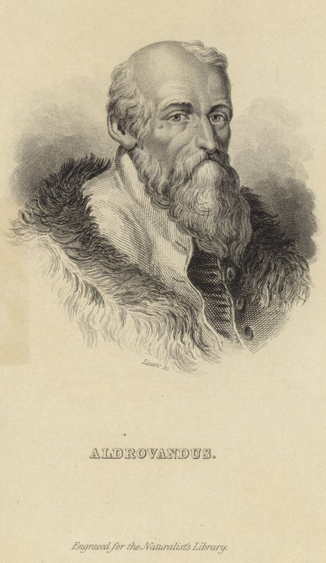 Ulisse Aldrovandi av Italian School