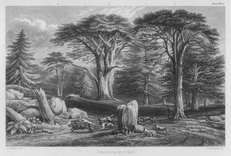 Coniferae eller Pines (farget gravering) av J. (after) Stewart