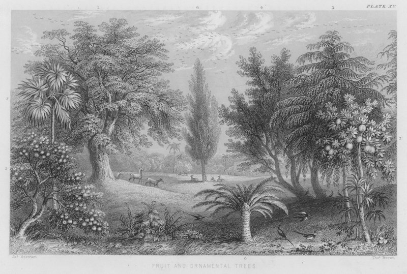 Frukt- og prydtrær (farget gravering) av J. (after) Stewart