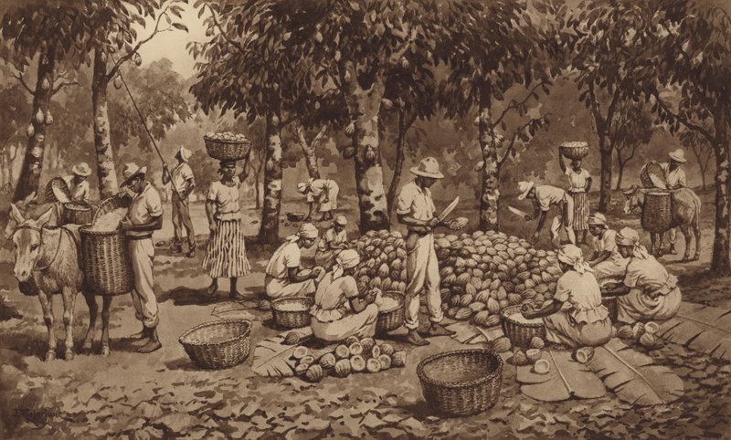 Å bryte kakaobelger i Trinidad (litho) av J. Macfarlane