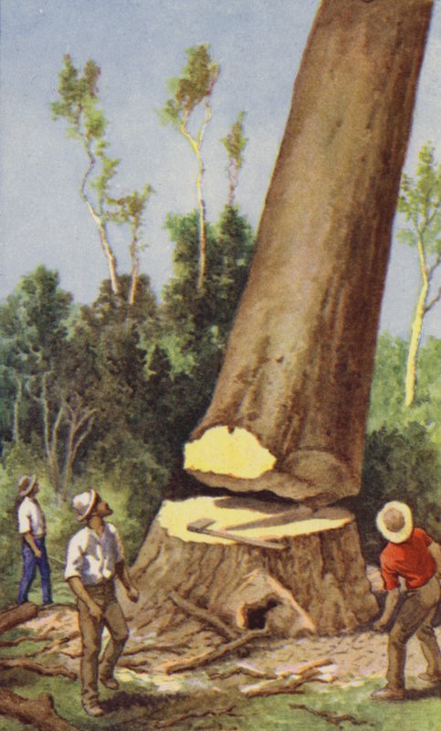Felling av en kauri furu (farge litho) av J. Macfarlane
