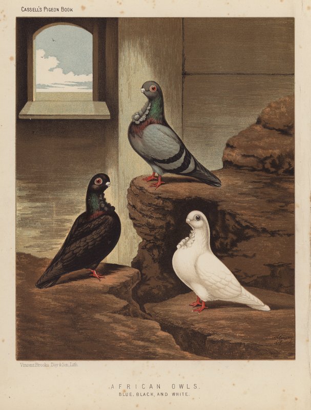 Duer: afrikanske ugler, blå, svarte og hvite (farge litho) av J. W. (after) Ludlow