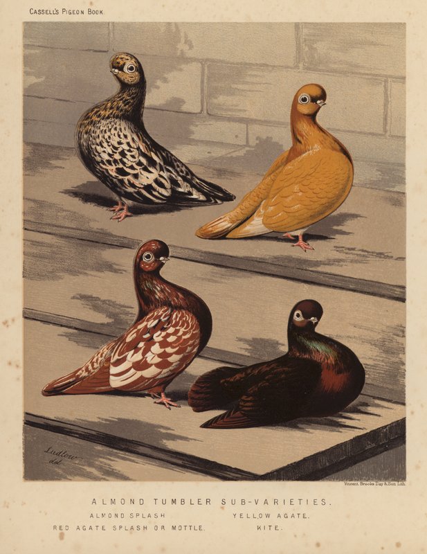 Duer: undervarianter av mandelglass, mandelsprut, gul agat, rød agatsprut eller flekker, drage (litho-farge) av J. W. (after) Ludlow