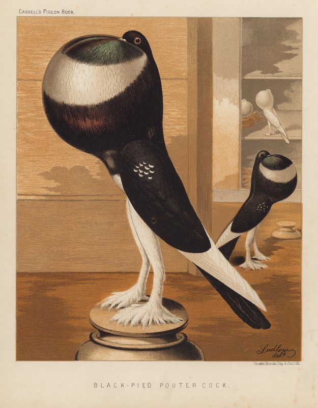 Duer: Black-Pied Pouter Cock (farge litho) av J. W. (after) Ludlow