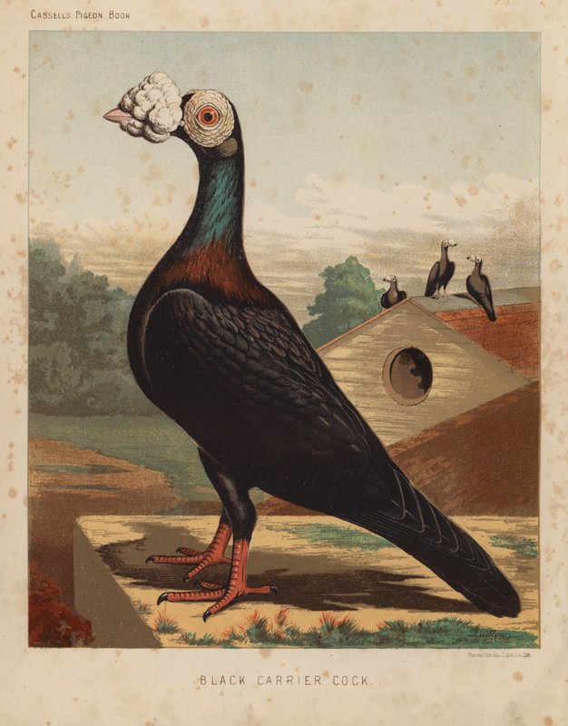 Duer: Black Carrier Cock (farge litho) av J. W. (after) Ludlow