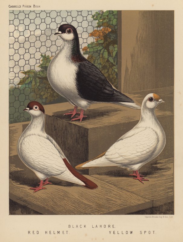 Duer: Black Lahore; Rød hjelm; Gul flekk (farge litho) av J. W. (after) Ludlow