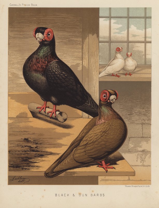 Duer: Black and Dun Barbs (farge litho) av J. W. (after) Ludlow