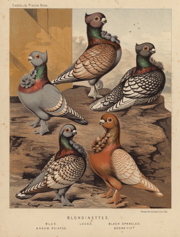 Duer: Blondinetter, blå, snøret, svart spanglet, pilspisset, brun tippet (farge litho) av J. W. (after) Ludlow