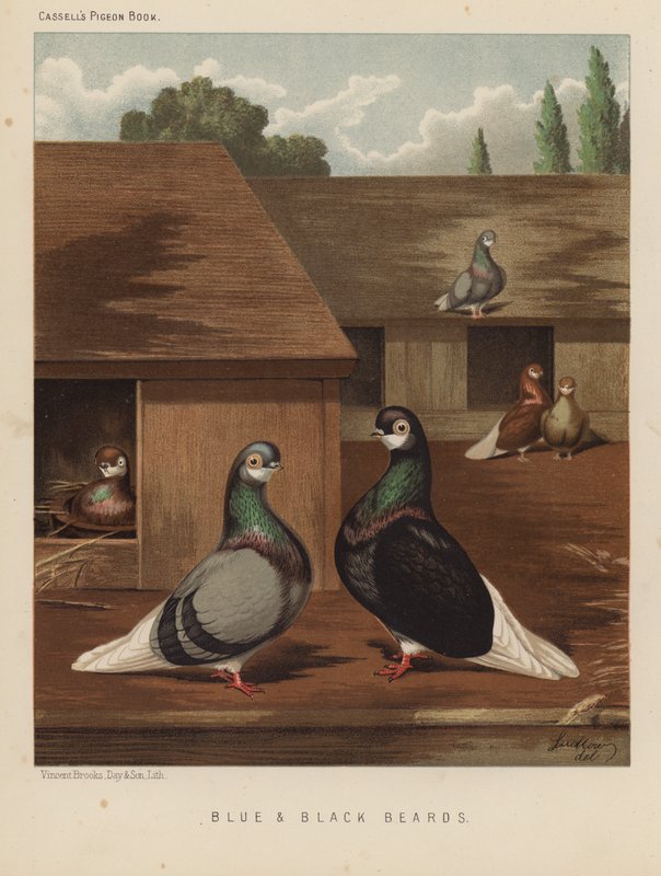 Duer: blått og svart skjegg (farge litho) av J. W. (after) Ludlow