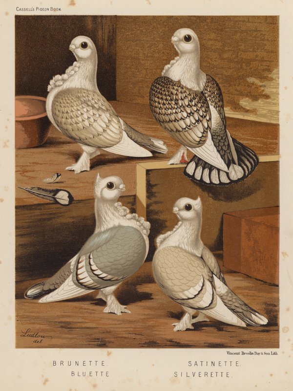 Duer: Brunette; Satinette; Bluette; Silverette (farge litho) av J. W. (after) Ludlow