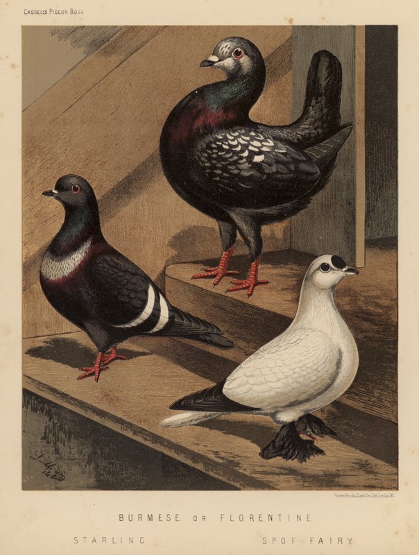 Duer: burmesisk eller florentinsk; Stær; Spot Fairy (farge litho) av J. W. (after) Ludlow