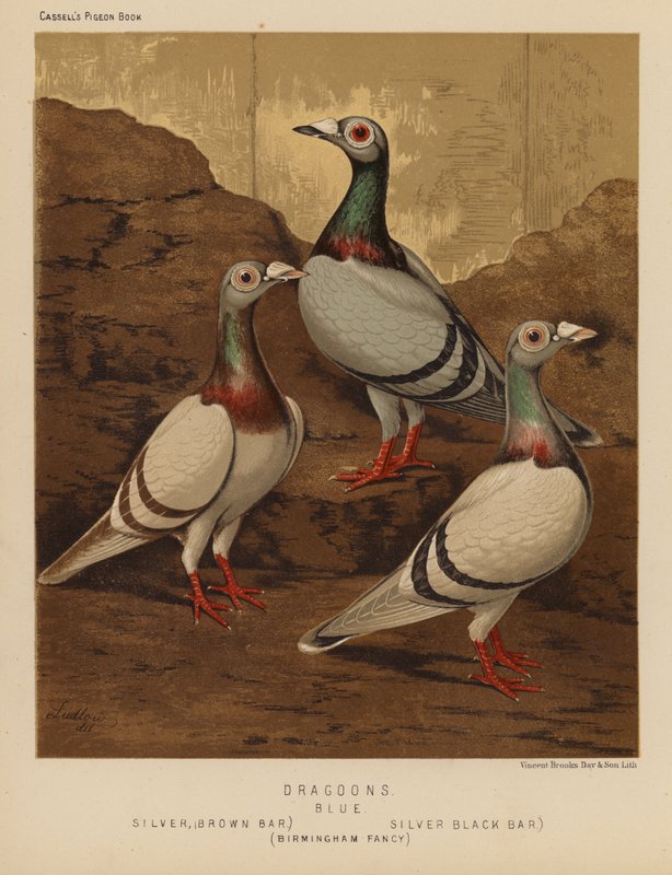 Duer: Dragoons, blå, sølv, brun stang, sølv, svart stang, Birmingham Fancy (farge litho) av J. W. (after) Ludlow