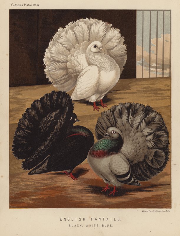 Duer: engelske fantails, svart, hvit, blå (farge litho) av J. W. (after) Ludlow