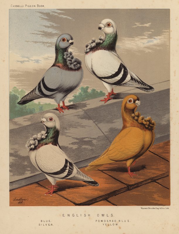 Duer: Engelske ugler, blå, pulverblå, sølv, gul (farge litho) av J. W. (after) Ludlow