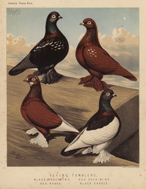 Duer: flygende tumblere, svart rosevinge, rød rosevinge, rødt merke, svart sal (litho-farge) av J. W. (after) Ludlow