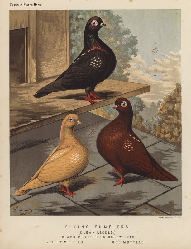 Duer: flygende tumblere, rene ben, svartflekkede eller rosevingede, gulflekkede, rødflekkede (farge litho) av J. W. (after) Ludlow
