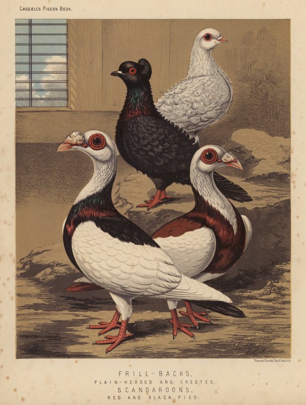 Duer: Rygg med rynker, glatthodet og nakkeformet; Scandaroons, Red and Black Pied (farge litho) av J. W. (after) Ludlow