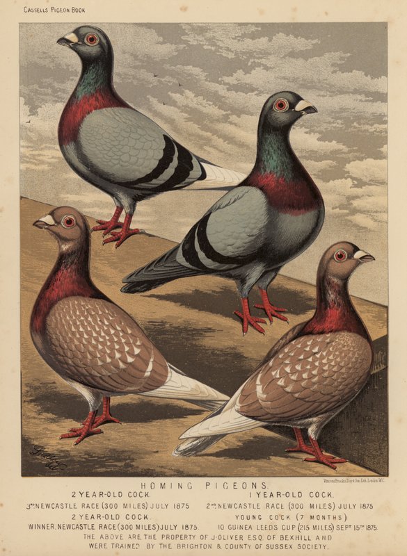 Pigeons: Homing Pigeons (farge litho) av J. W. (after) Ludlow