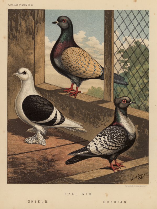 Duer: Hyacinth; Skjold; Suabian (farge litho) av J. W. (after) Ludlow