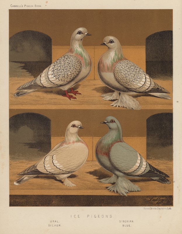 Duer: Isduer, Ural, Sibirsk, Sølv, Blå (farge litho) av J. W. (after) Ludlow