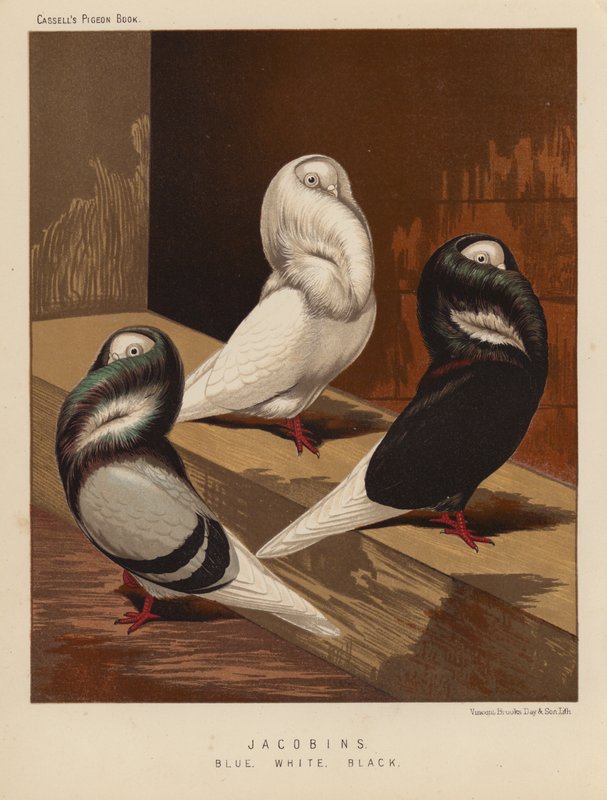 Duer: jakobiner, blå, hvit, svart (farge litho) av J. W. (after) Ludlow