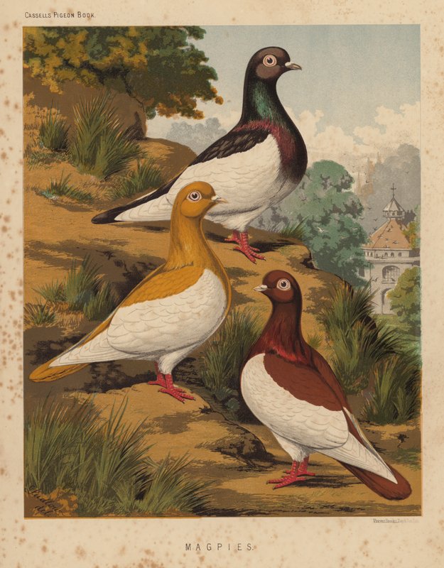 Duer: Magpies (farge litho) av J. W. (after) Ludlow