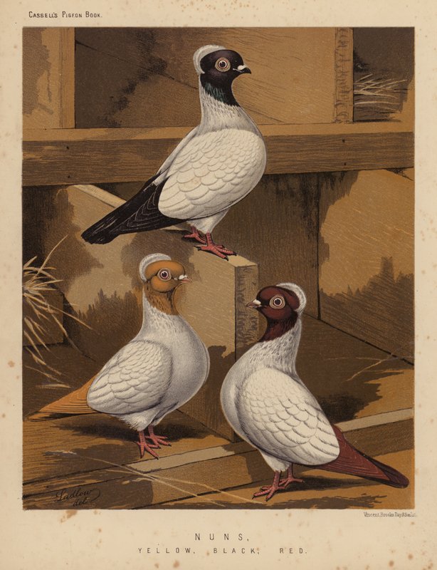Duer: Nonner, gul, svart, rød (farge litho) av J. W. (after) Ludlow