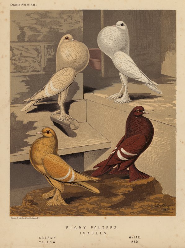 Duer: Pigmy Pouters; Isabels, Kremet, Hvit, Gul, Rød (litho farge) av J. W. (after) Ludlow