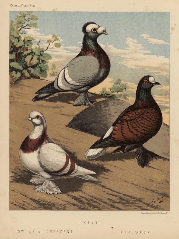 Duer: Prest; sveitsisk eller halvmåne; Fire-Back (farge litho) av J. W. (after) Ludlow