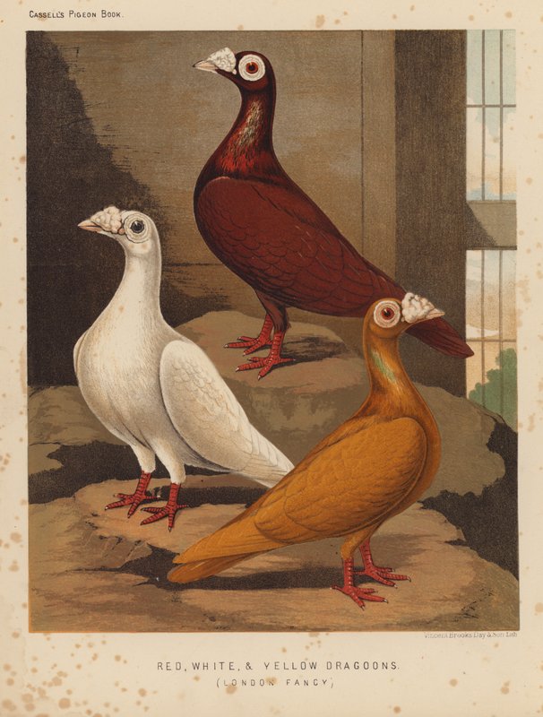 Duer: røde, hvite og gule dragoner, London Fancy (litho-farge) av J. W. (after) Ludlow