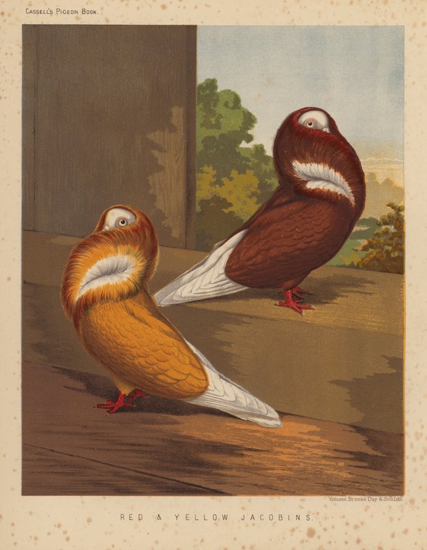 Duer: røde og gule jakobiner (farge litho) av J. W. (after) Ludlow
