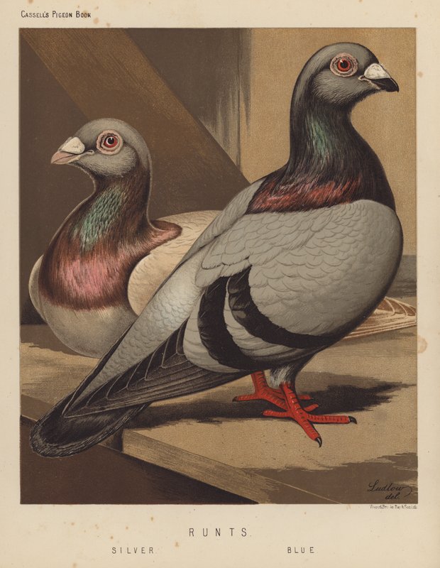 Duer: Runts, Sølv, Blå (farge litho) av J. W. (after) Ludlow